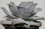 Ешеверия (Echeveria lilacina)