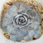 Ешеверия (Echeveria lilacina)