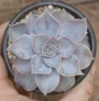Ешеверия (Echeveria lilacina)