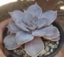 Ешеверия (Echeveria lilacina)