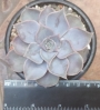 Ешеверия (Echeveria lilacina)