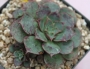 Ешеверия (Echeveria longissima)