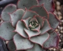 Ешеверия (Echeveria longissima)
