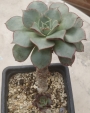 Ешеверия (Echeveria longissima)