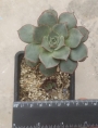 Ешеверия (Echeveria longissima)