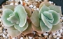 Ешеверия (Echeveria Lovely Rose, 러블리로즈)