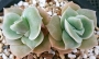 Ешеверия (Echeveria Lovely Rose, 러블리로즈)