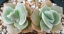 Ешеверия (Echeveria Lovely Rose, 러블리로즈)