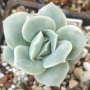 Ешеверия (Echeveria Lovely Rose, 러블리로즈)