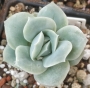 Ешеверия (Echeveria Lovely Rose, 러블리로즈)