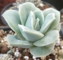 Ешеверия (Echeveria Lovely Rose, 러블리로즈)