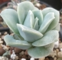 Ешеверия (Echeveria Lovely Rose, 러블리로즈)