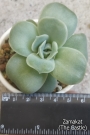 Ешеверия (Echeveria Lovely Rose, 러블리로즈)