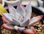 Ешеверия (Echeveria mexican giant)