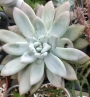 Ешеверия (Echeveria mexican giant)