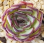 Ешеверия (Echeveria Mexican Pulidonis)