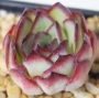 Ешеверия (Echeveria Mexican Pulidonis)