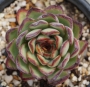 Ешеверия (Echeveria Mexican Pulidonis)