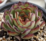 Ешеверия (Echeveria Mexican Pulidonis)