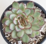 Ешеверия (Echeveria Mexican Pulidonis)