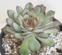 Ешеверия (Echeveria Mexican Pulidonis)