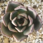 Ешеверия (Echeveria Moranii)