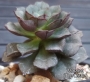 Ешеверия (Echeveria Moranii)