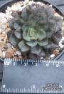 Ешеверия (Echeveria Moranii)