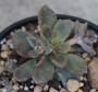 Ешеверия (Echeveria mucronata)