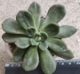Ешеверия (Echeveria mucronata)