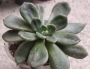 Ешеверия (Echeveria mucronata)