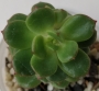 Ешеверия (Echeveria multicaulis)