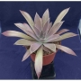 Ешеверия (Echeveria Bifida New Hybrid)