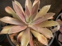 Ешеверия (Echeveria Bifida New Hybrid)