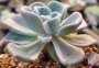 Ешеверия (Echeveria Orpet 올펫금)