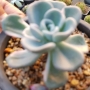 Ешеверия (Echeveria Orpet 올펫금)
