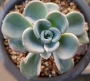 Ешеверия (Echeveria Orpet 올펫금)