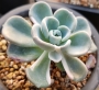 Ешеверия (Echeveria Orpet 올펫금)