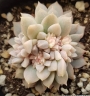 Ешеверия (Echeveria prolifica variegata)