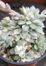 Ешеверия (Echeveria prolifica variegata)