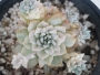 Ешеверия (Echeveria prolifica variegata)