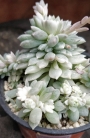 Ешеверия (Echeveria prolifica variegata)