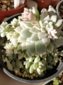 Ешеверия (Echeveria prolifica variegata)