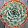Ешеверия (Echeveria pulidonis)