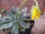 Ешеверия (Echeveria pulidonis)