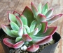 Ешеверия (Echeveria pulvinata oliver)