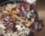 Ешеверия (Echeveria pulvinata oliver)