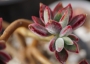Ешеверия (Echeveria pulvinata oliver)