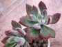Ешеверия (Echeveria pulvinata oliver)