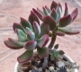 Ешеверия (Echeveria pulvinata oliver)